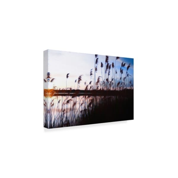 Anthony Paladino 'Phragmites In Blue Sky Sunset' Canvas Art,22x32